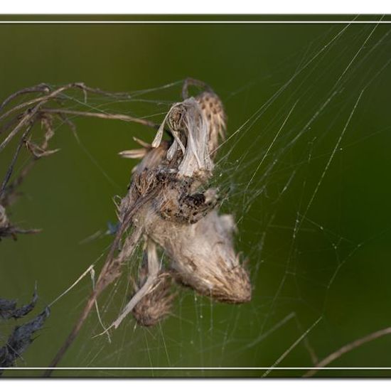 Araneus quadratus: Animal in habitat Natural Meadow in the NatureSpots App