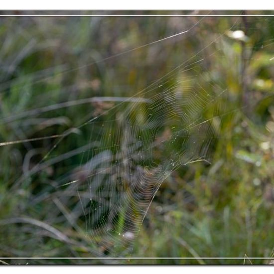 Araneus quadratus: Animal in habitat Natural Meadow in the NatureSpots App