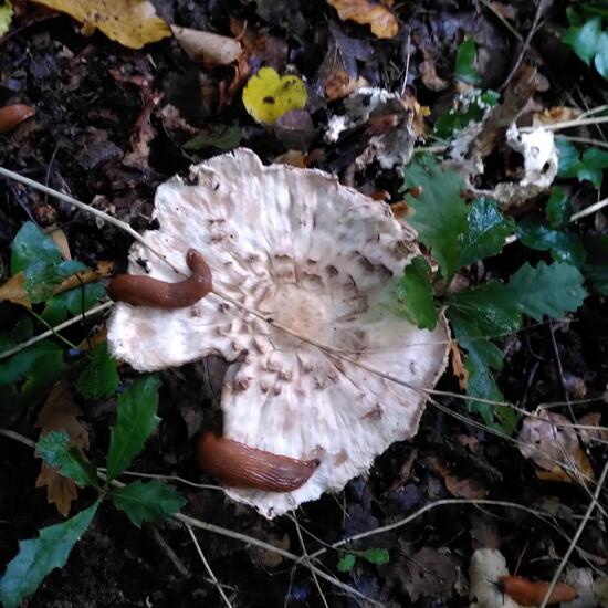 Olivbrauner Safranschirmling: Pilz im Habitat Wald der gemäßigten Breiten in der NatureSpots App