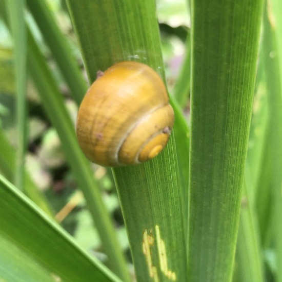 White-lipped snail: Animal in habitat Garden in the NatureSpots App