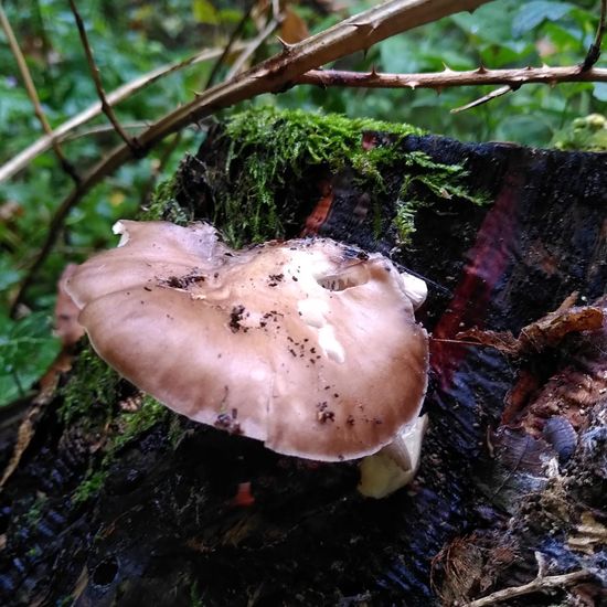 Pluteus cervinus: Mushroom in habitat Temperate forest in the NatureSpots App