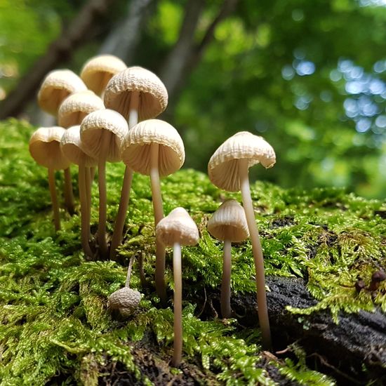 Unknown species: Mushroom in habitat Temperate forest in the NatureSpots App