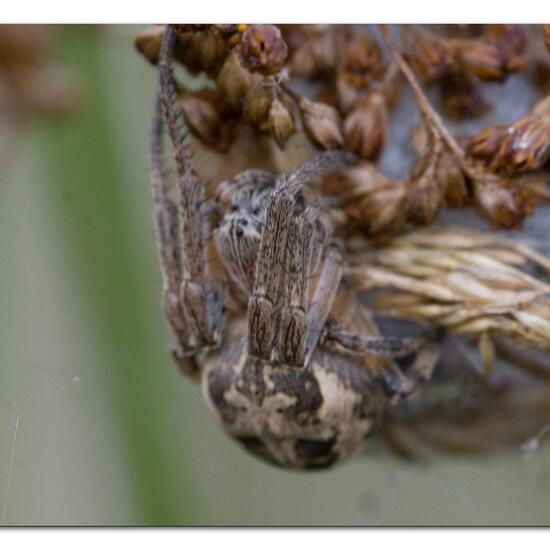 Schilfradspinne: Tier im Habitat Grasland und Büsche in der NatureSpots App