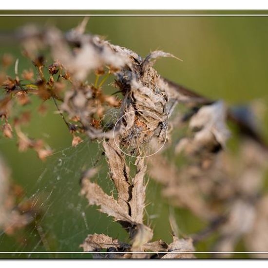 Araneus quadratus: Animal in habitat Natural Meadow in the NatureSpots App