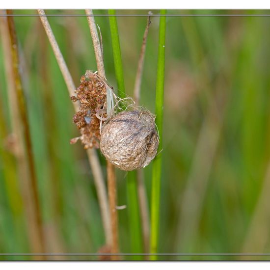 Wespenspinne: Tier im Habitat Naturnahe Wiese in der NatureSpots App