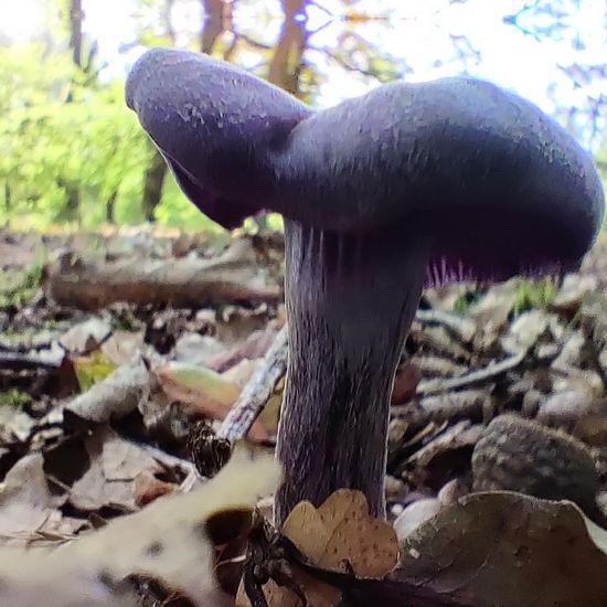 Violetter Lacktrichterling: Pilz im Habitat Wald der gemäßigten Breiten in der NatureSpots App