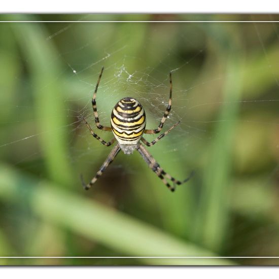 Argiope bruennichi: Animal in habitat Natural Meadow in the NatureSpots App