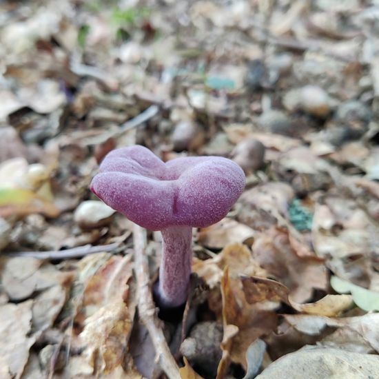 Laccaria amethystea: Mushroom in habitat Temperate forest in the NatureSpots App