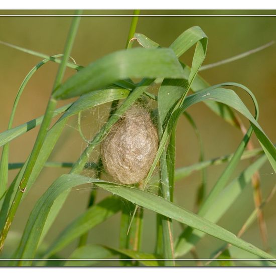 Argiope bruennichi: Animal in habitat Natural Meadow in the NatureSpots App