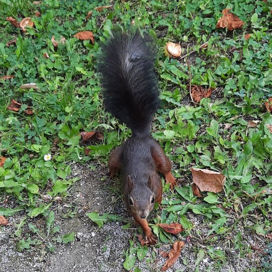 Eurasisches Eichhörnchen: Tier in der Natur in der NatureSpots App