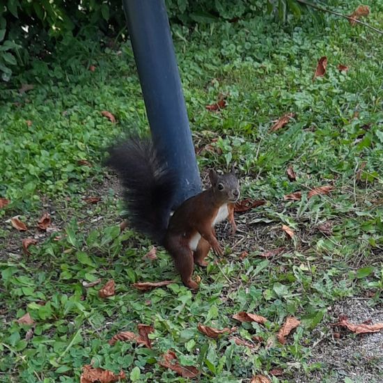 Eurasisches Eichhörnchen: Tier in der Natur in der NatureSpots App