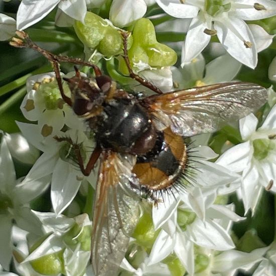 Raupenfliegen: Tier im Habitat Garten in der NatureSpots App