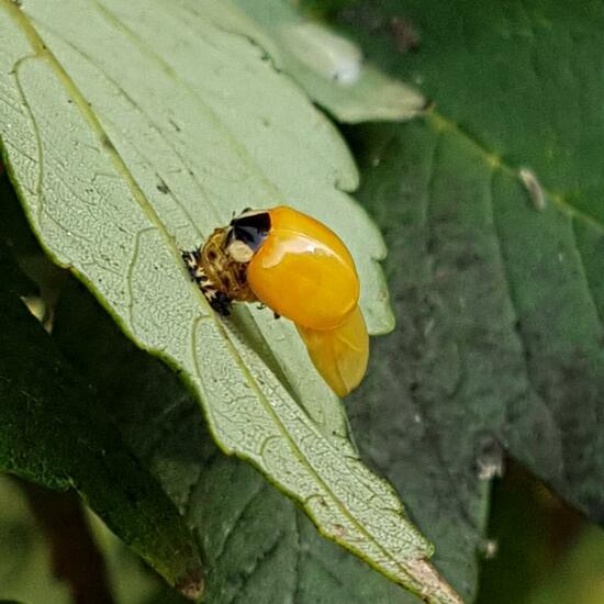 Asiatischer Marienkäfer: Tier im Habitat Stadt und Garten in der NatureSpots App