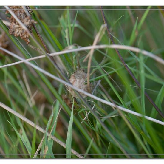 Argiope bruennichi: Animal in habitat Natural Meadow in the NatureSpots App