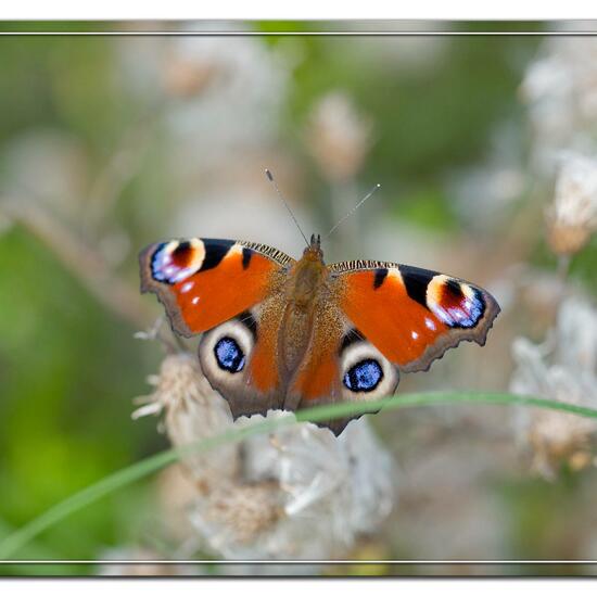 Aglais io: Animal in habitat Natural Meadow in the NatureSpots App