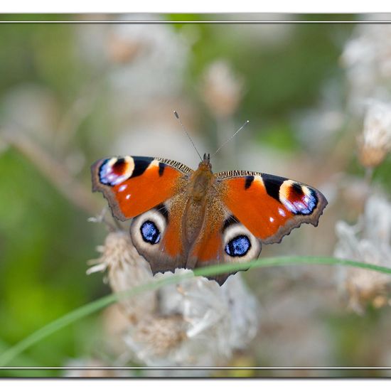 Aglais io: Tier im Habitat Naturnahe Wiese in der NatureSpots App