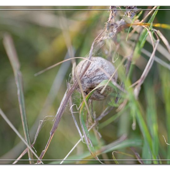 Wespenspinne: Tier im Habitat Naturnahe Wiese in der NatureSpots App