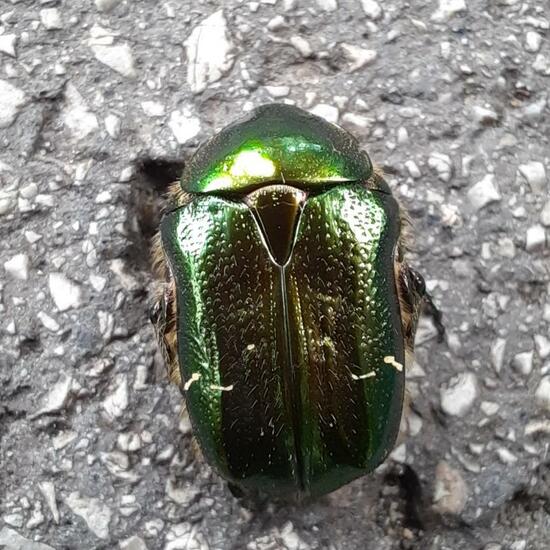 Goldglänzender Rosenkäfer: Tier in der Natur in der NatureSpots App