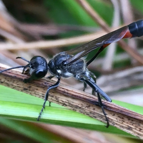 Gemeine Sandwespe: Tier im Habitat Garten in der NatureSpots App