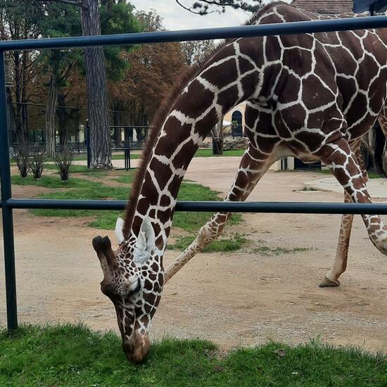 Giraffe: Animal in habitat Zoo in the NatureSpots App