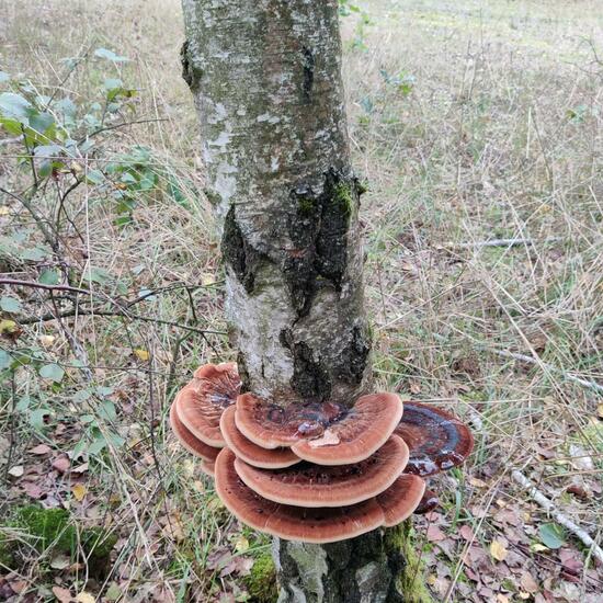 Ischnoderma resinosum: Mushroom in habitat Temperate forest in the NatureSpots App