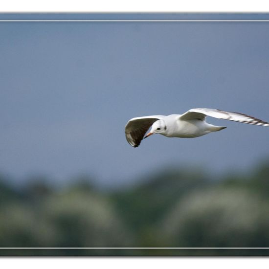 Black-headed Gull: Animal in habitat Pond in the NatureSpots App