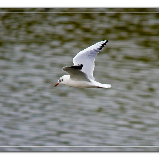 Black-headed Gull: Animal in habitat Pond in the NatureSpots App