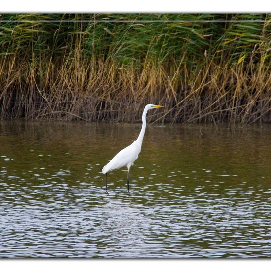 Great Egret: Animal in habitat Pond in the NatureSpots App