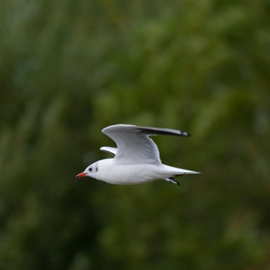 Black-headed Gull: Animal in habitat Pond in the NatureSpots App
