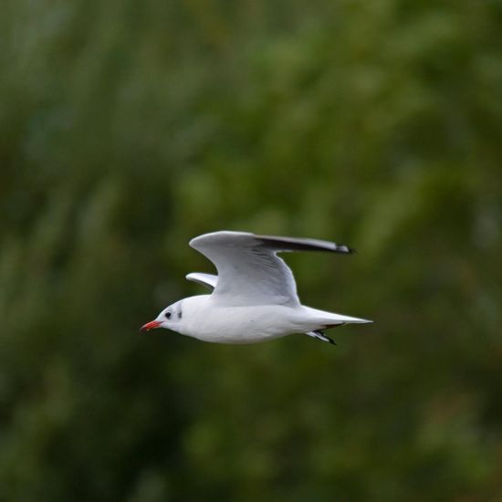 Lachmöwe: Tier im Habitat Teich in der NatureSpots App