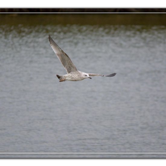 Yellow-legged Gull: Animal in habitat Pond in the NatureSpots App