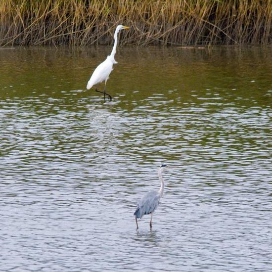 Grey Heron: Animal in habitat Pond in the NatureSpots App