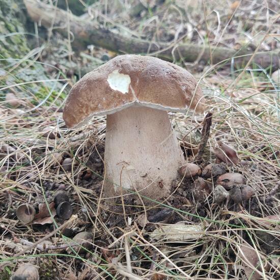 Boletus: Mushroom in habitat Temperate forest in the NatureSpots App
