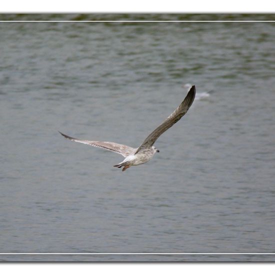 Yellow-legged Gull: Animal in habitat Pond in the NatureSpots App