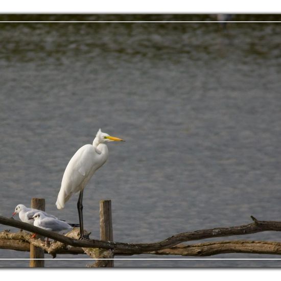 Great Egret: Animal in habitat Pond in the NatureSpots App