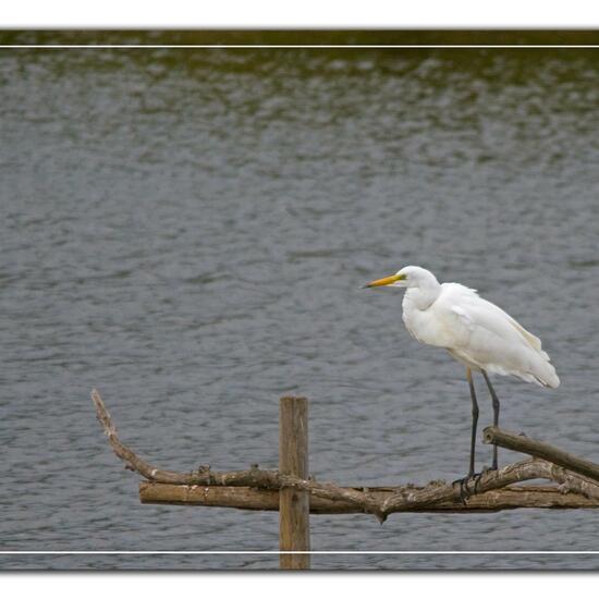 Great Egret: Animal in habitat Pond in the NatureSpots App