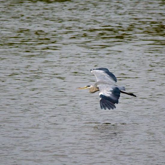 Graureiher: Tier im Habitat Teich in der NatureSpots App