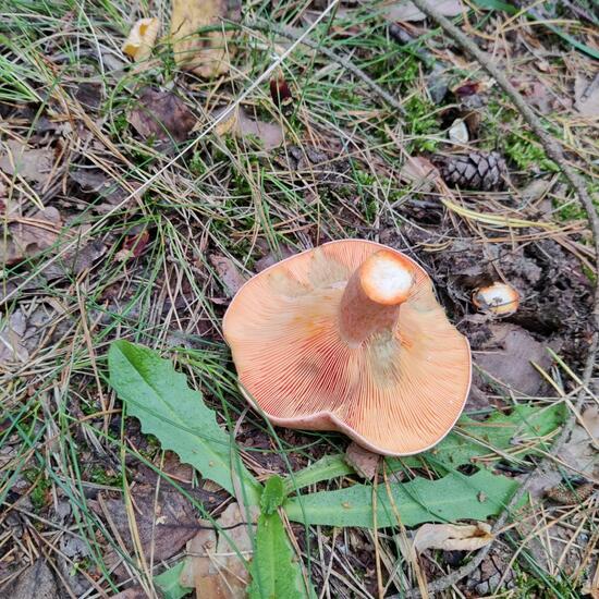 Lactarius deliciosus: Mushroom in habitat Temperate forest in the NatureSpots App