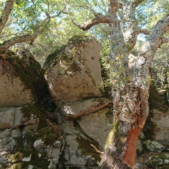 Quercus suber: Plant in habitat Mediterranean forest in the NatureSpots App
