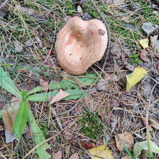 Lactarius deliciosus: Mushroom in habitat Temperate forest in the NatureSpots App
