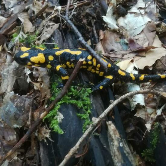 Fire salamander: Animal in habitat Temperate forest in the NatureSpots App