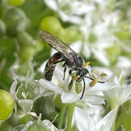 Hautflügler: Tier im Habitat Stadt und Garten in der NatureSpots App