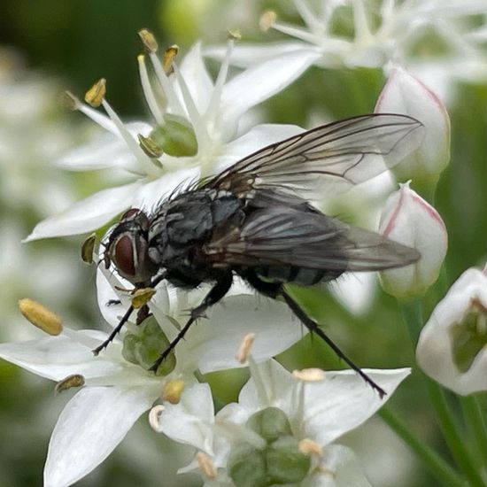 Fliegen: Tier in der Natur in der NatureSpots App