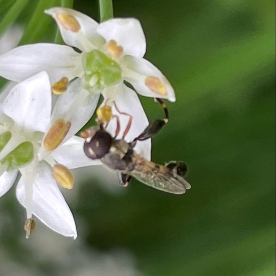 Eine unbekannte Art: Tier im Habitat Stadt und Garten in der NatureSpots App