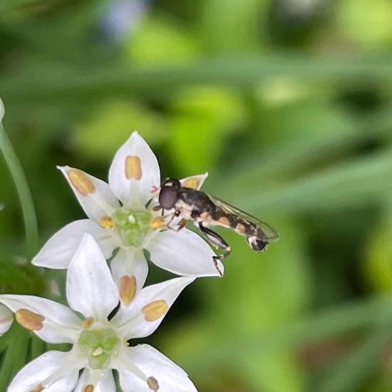 Eine unbekannte Art: Tier im Habitat Stadt und Garten in der NatureSpots App