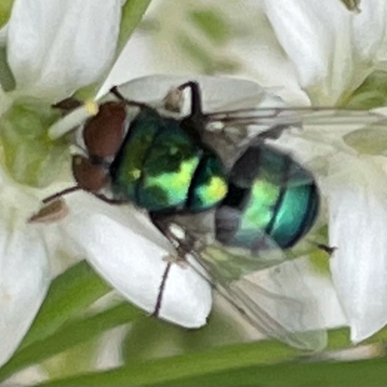 Protocalliphora azurea: Tier im Habitat Stadt und Garten in der NatureSpots App