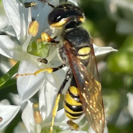 Bienenwolf: Tier im Habitat Stadt und Garten in der NatureSpots App