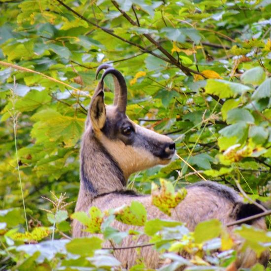 Gämse: Tier in der Natur in der NatureSpots App