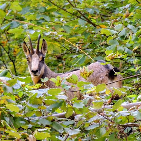 Chamois: Animal in nature in the NatureSpots App