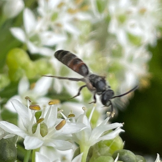 Eine unbekannte Art: Tier im Habitat Stadt und Garten in der NatureSpots App